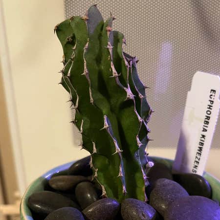 Photo of the plant species Euphorbia Kibwezensis Crested by @riverzend named kirby on Greg, the plant care app