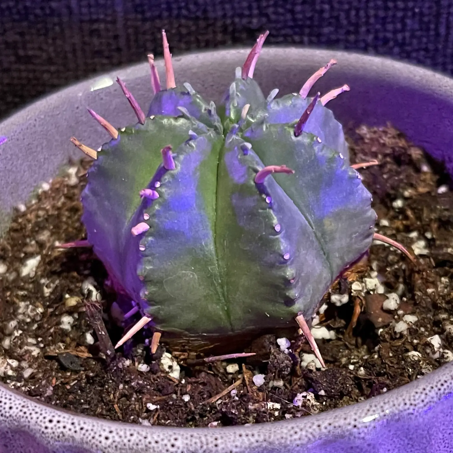 Photo of the plant species Euphorbia Pillansii by @riverzend named pia on Greg, the plant care app