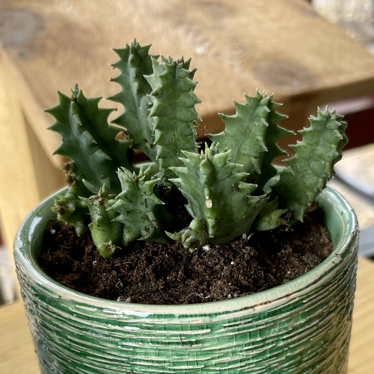 Lifesaver Cactus in a green pot with visible soil, well-framed and in focus.