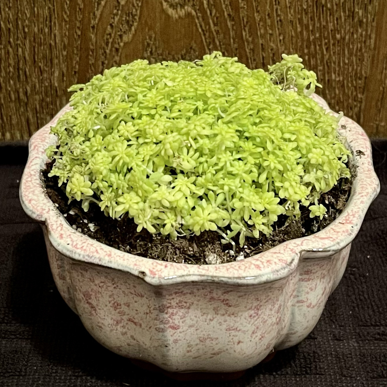 Potted Tokyo Sun Stonecrop plant with vibrant green foliage.