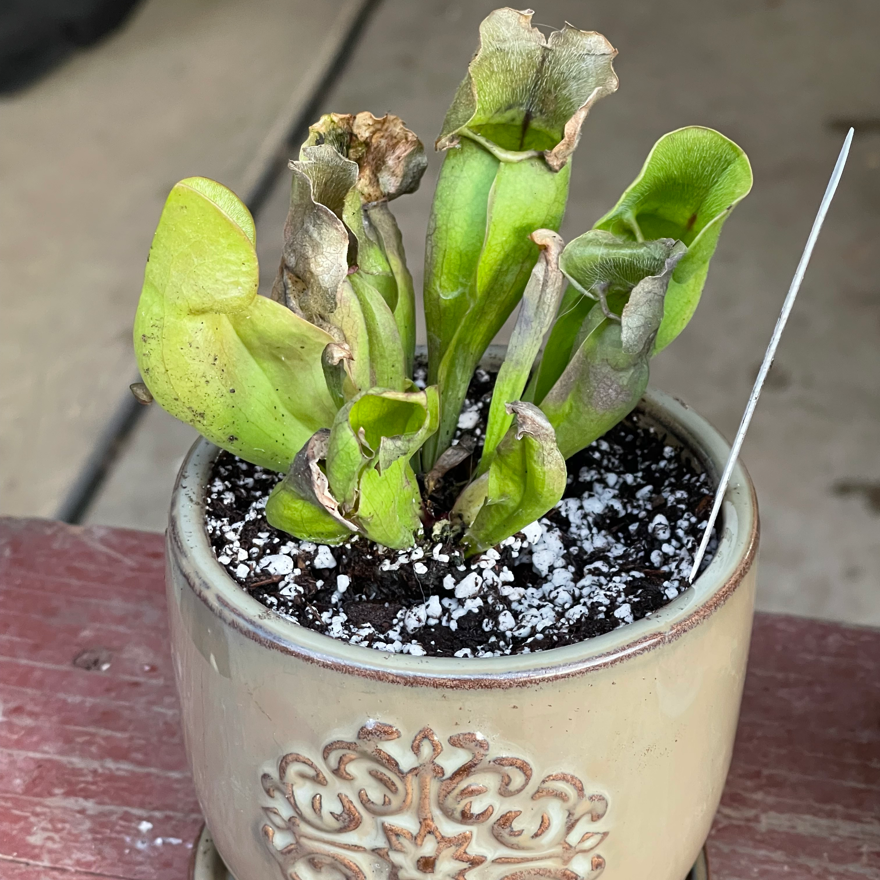 Purple Pitcher Plant in a decorative pot with visible yellowing and browning leaves.