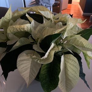 Poinsettia plant photo by Pamela named Seazon on Greg, the plant care app.
