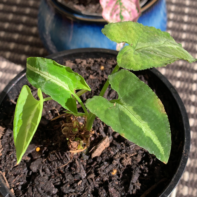 Syngonium wendlandii plant in a pot with visible soil and healthy green leaves.