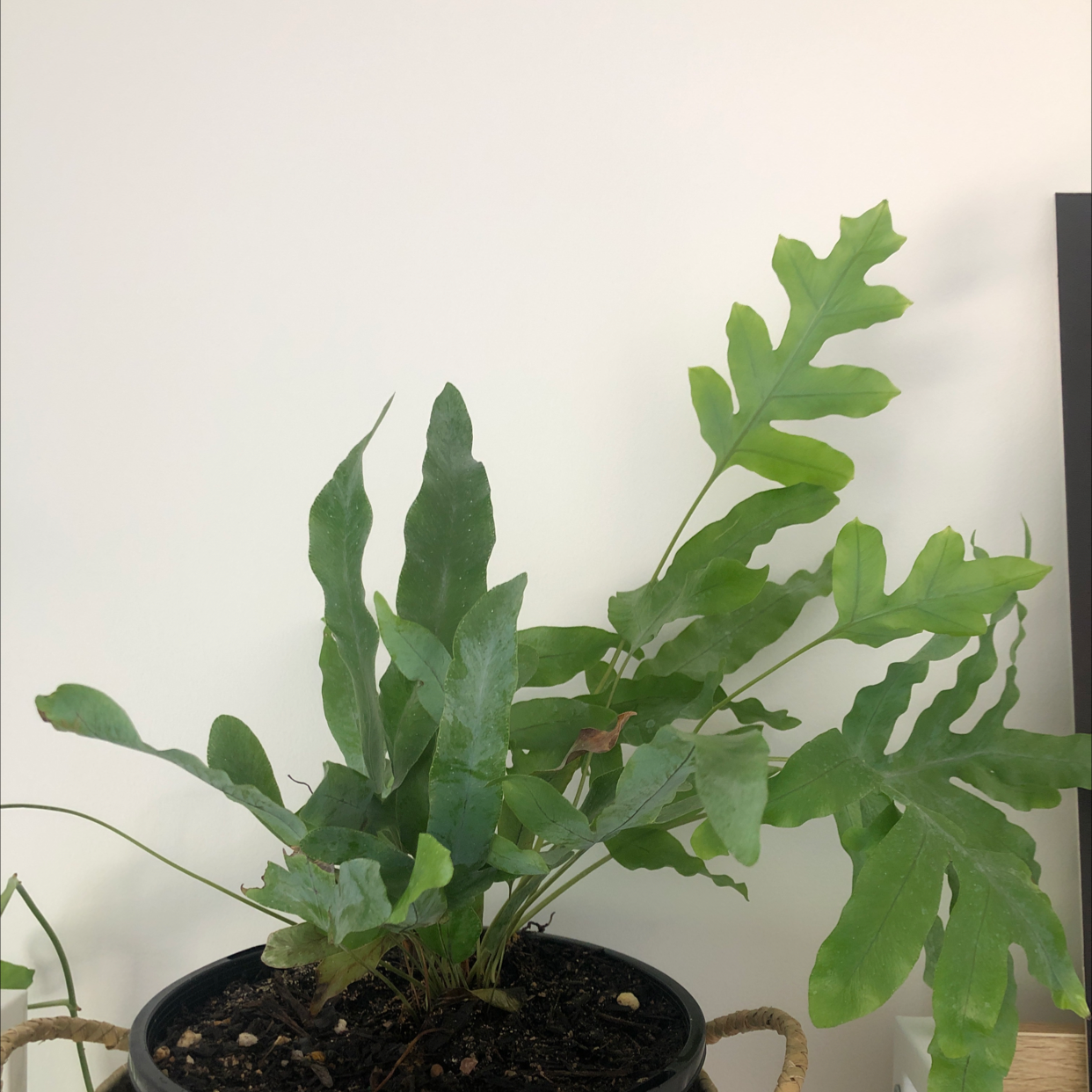 Blue Star Fern in a pot with visible soil, healthy green leaves, well-framed and in focus.