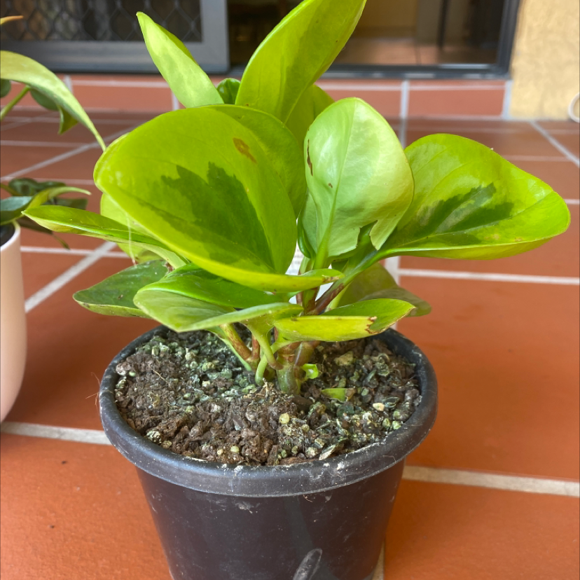Lemon Lime Peperomia plant in a black pot with visible soil, healthy green leaves.