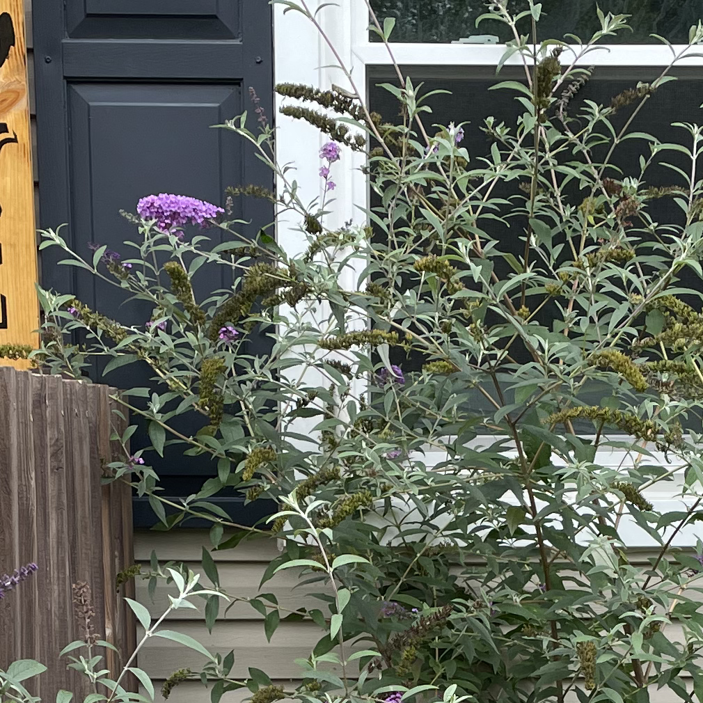 Orange Eye Butterflybush with purple flowers growing next to a building.