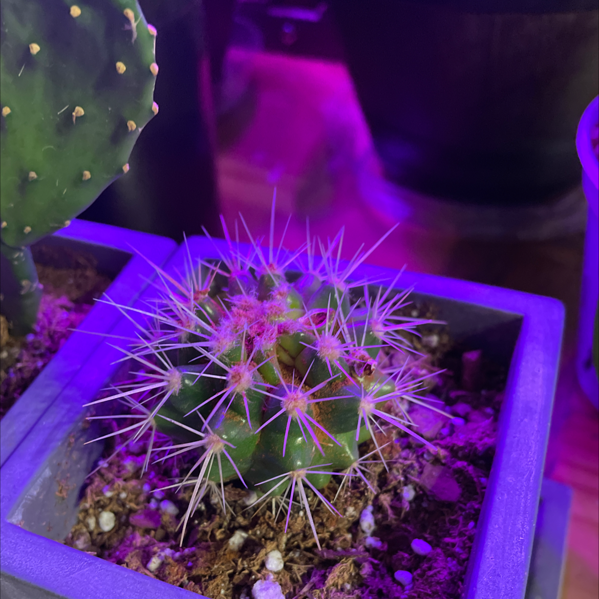 Scarlet Hedgehog Cactus in a pot under purple lighting, appears healthy.