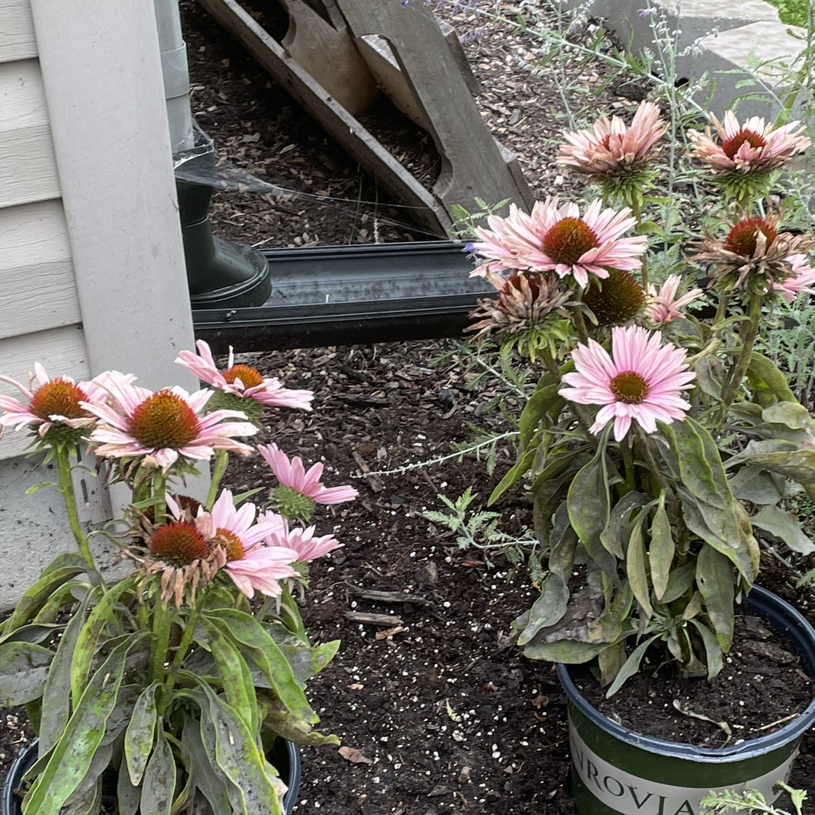 Purple Coneflower plants in pots with pink flowers and some browning leaves.