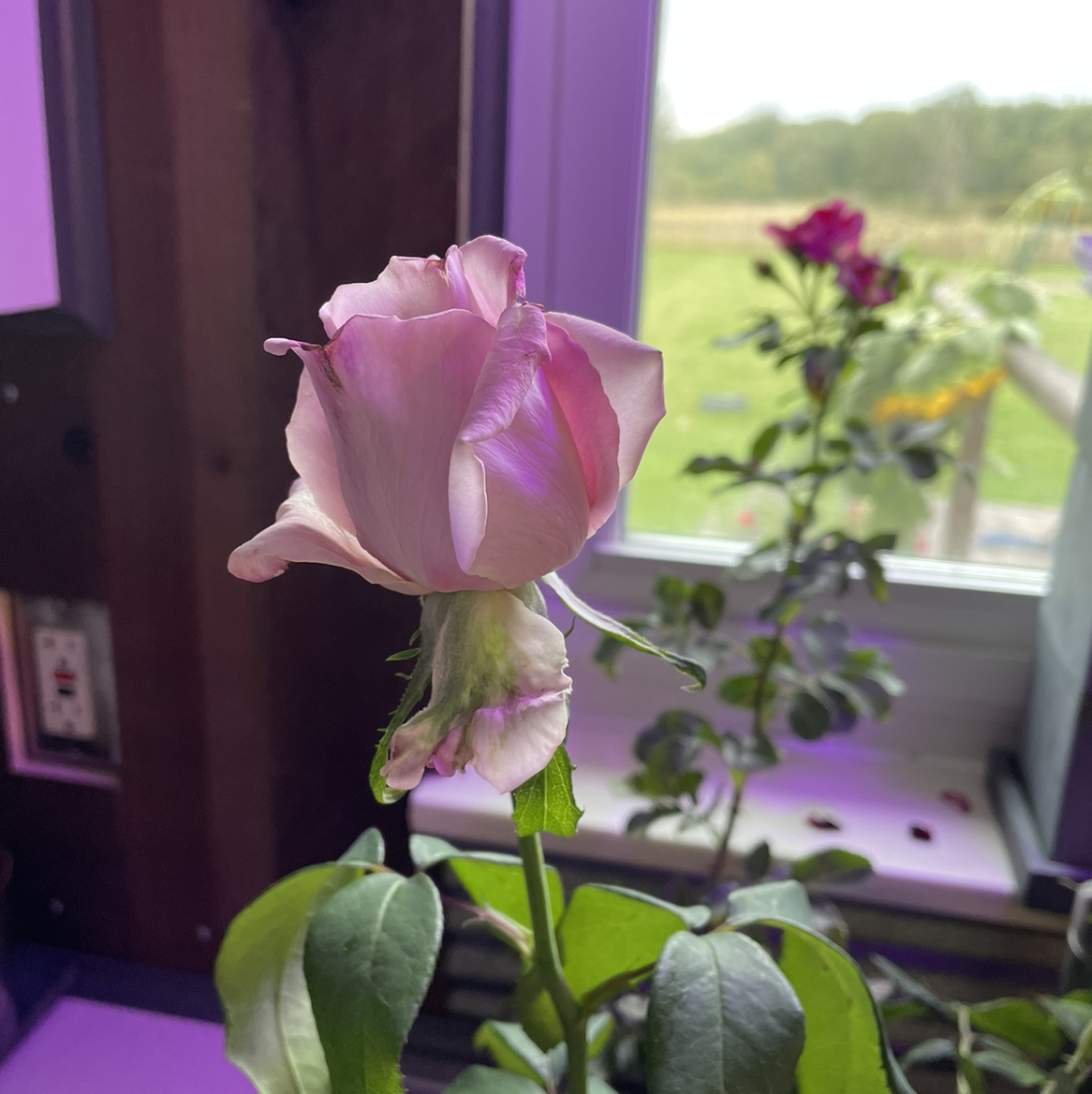 Photo of the plant species Parade Rose by Alaina named Your plant on Greg, the plant care app