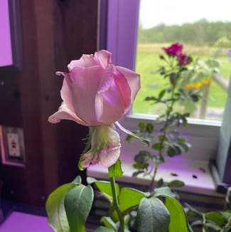 Parade Rose plant in Smiths Creek, Michigan