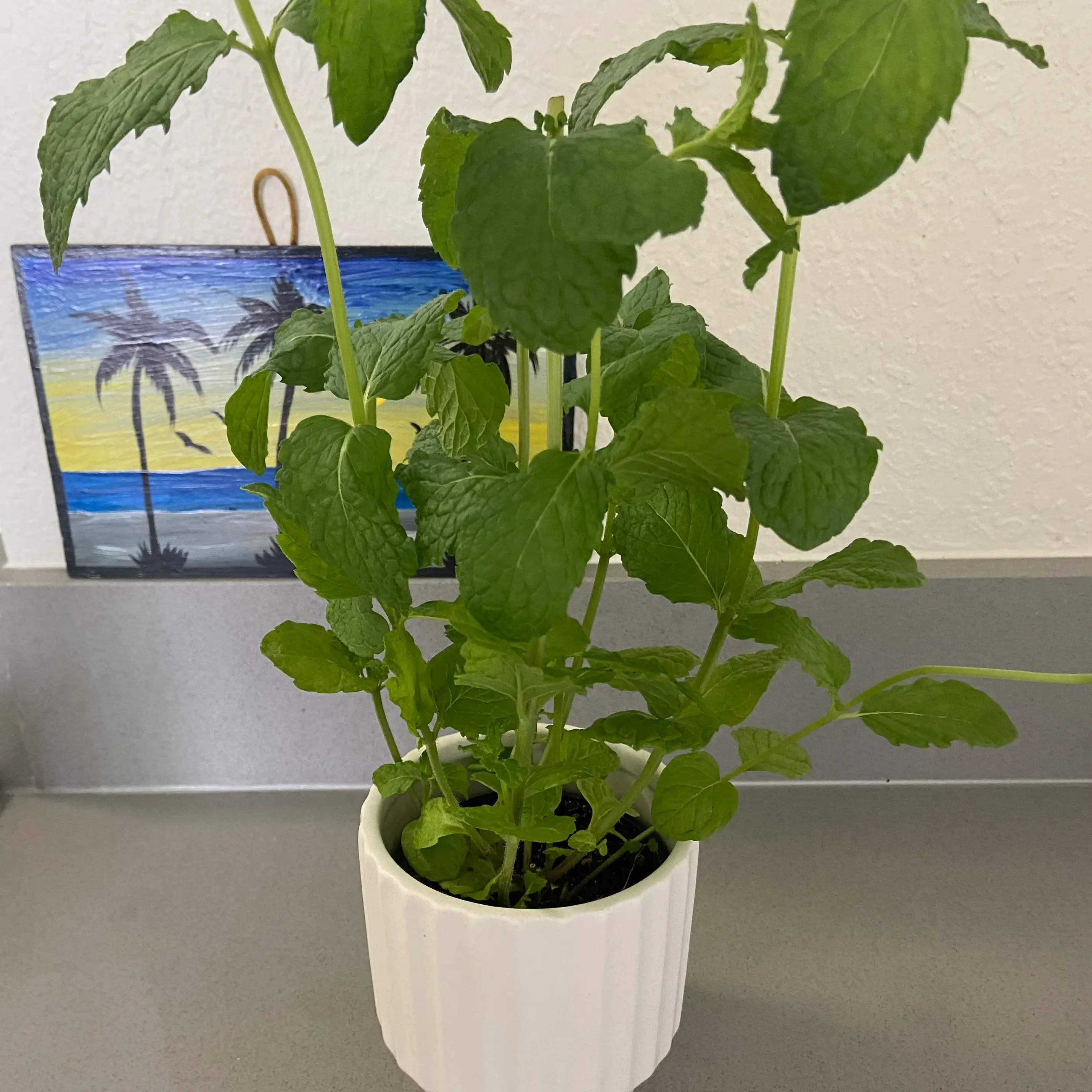 Potted spearmint plant with healthy green leaves, background includes a painting.