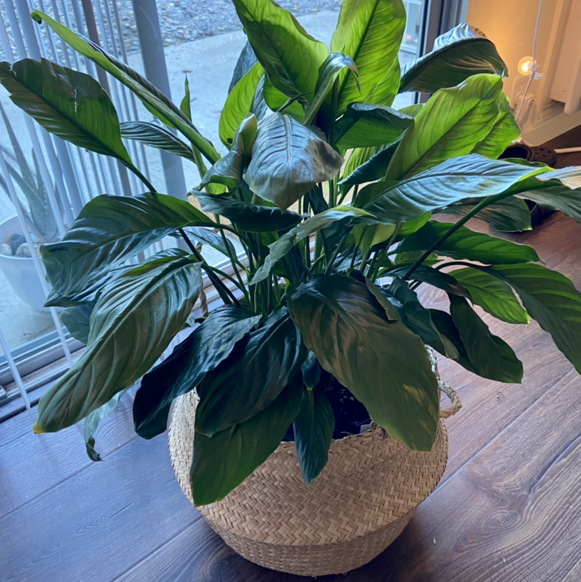 Peace Lily plant photo by @annidarlin named Cornelius on Greg, the plant care app.