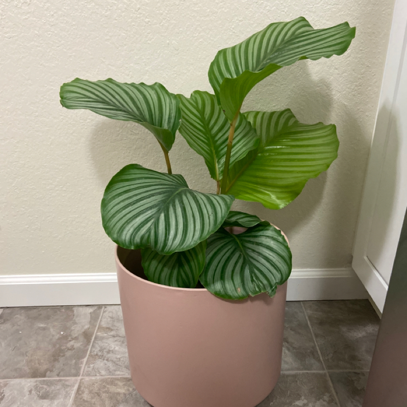 Calathea Orbifolia plant in a pink pot with healthy green and white striped leaves.