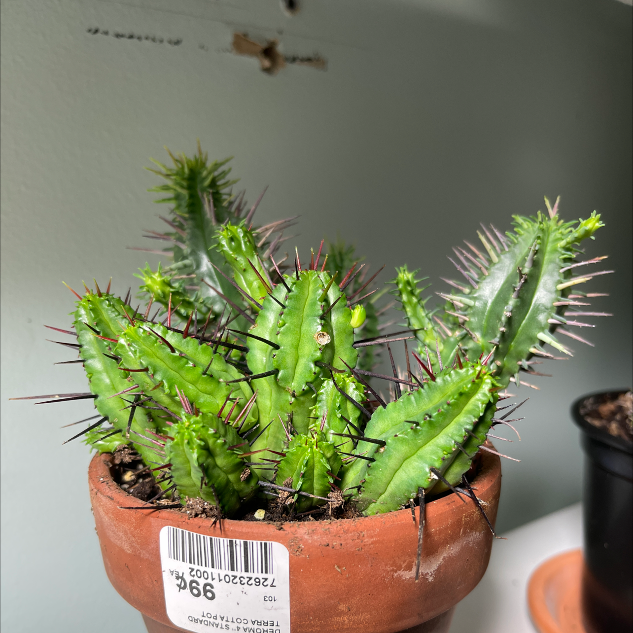 Euphorbia heptagona plant photo by @Deadunicorn710 named Prick on Greg, the plant care app.