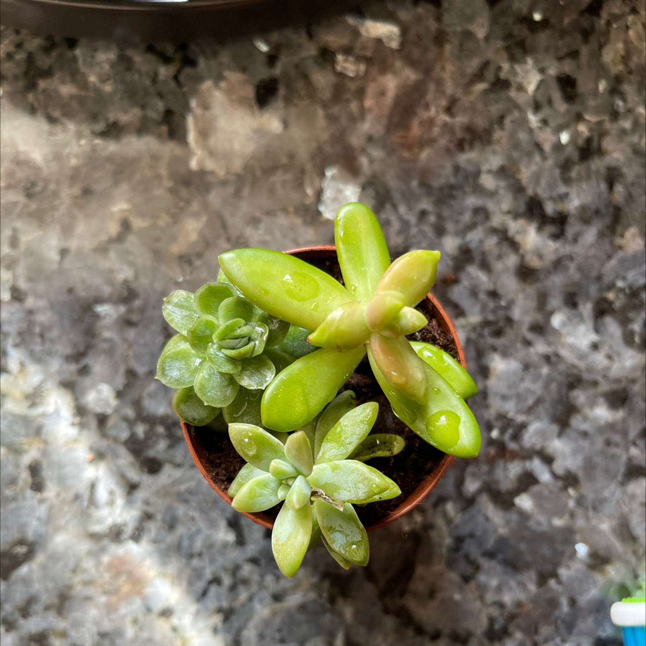 Small potted succulent plant with healthy green leaves.
