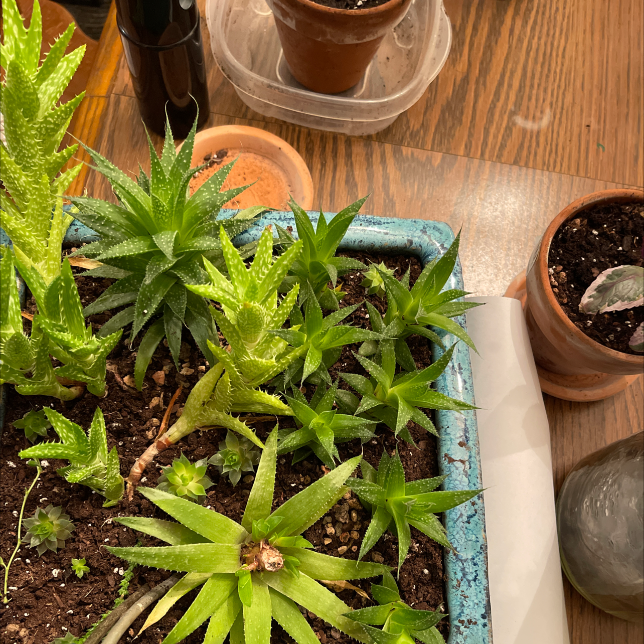 Aloe Aristata plant photo by @Deadunicorn710 named The gang on Greg, the plant care app.