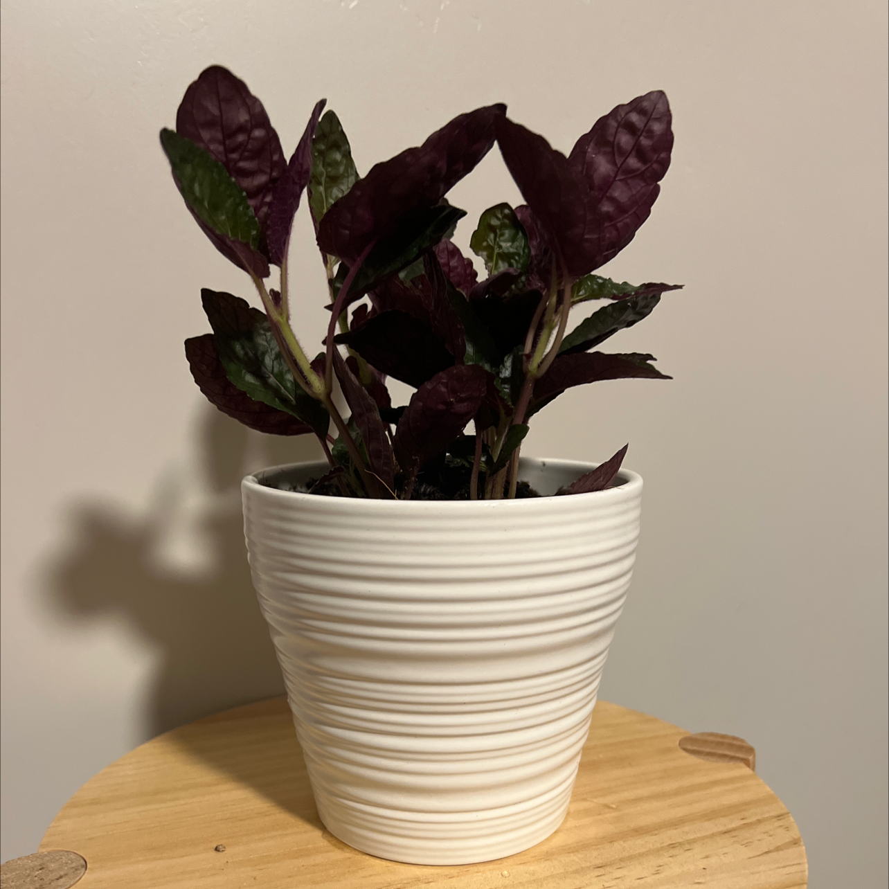Purple Waffle Plant in a white pot on a wooden surface, with dark purple leaves.