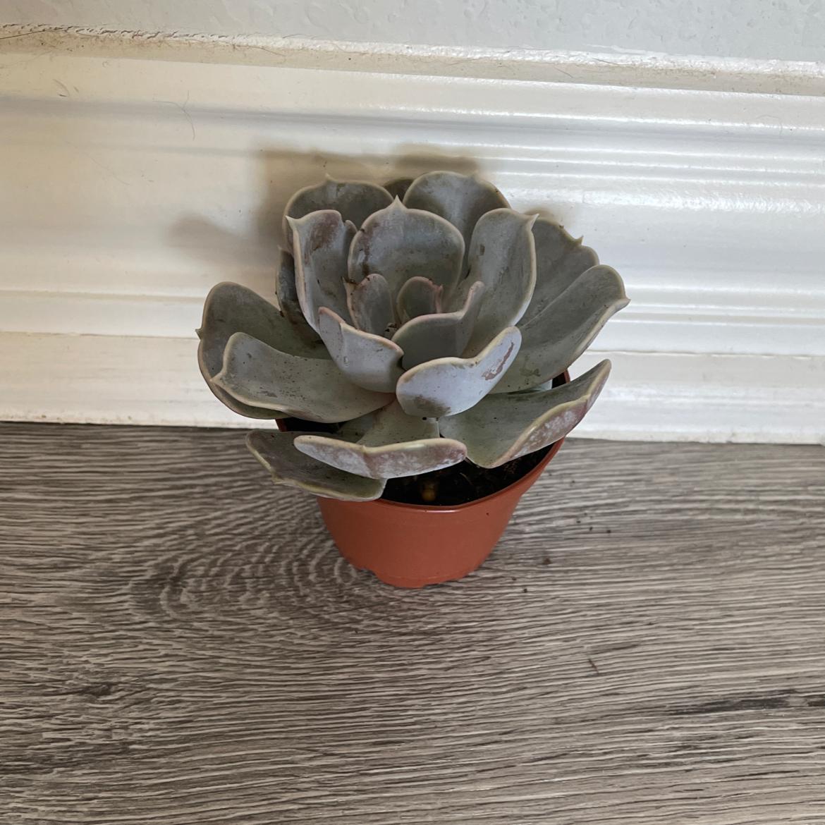 Potted Echeveria 'Lola' succulent on a wooden floor against a white wall.