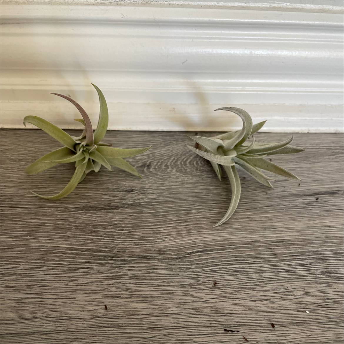 Photo of the plant species Tillandsia harrisii by Aubrey named Sally and Harry on Greg, the plant care app