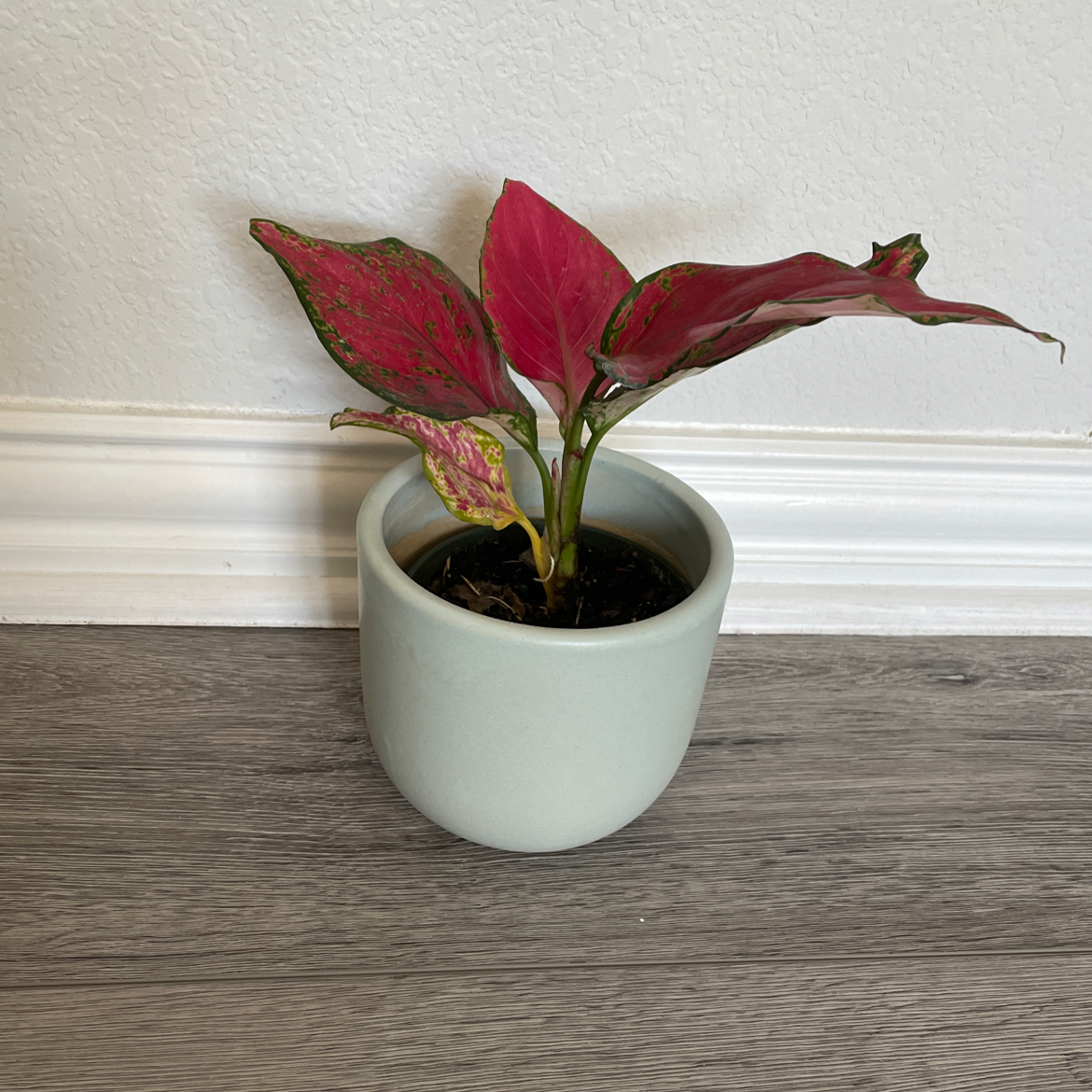 Chinese Evergreen 'Wishes' plant in a white pot with red and green leaves, some browning visible.