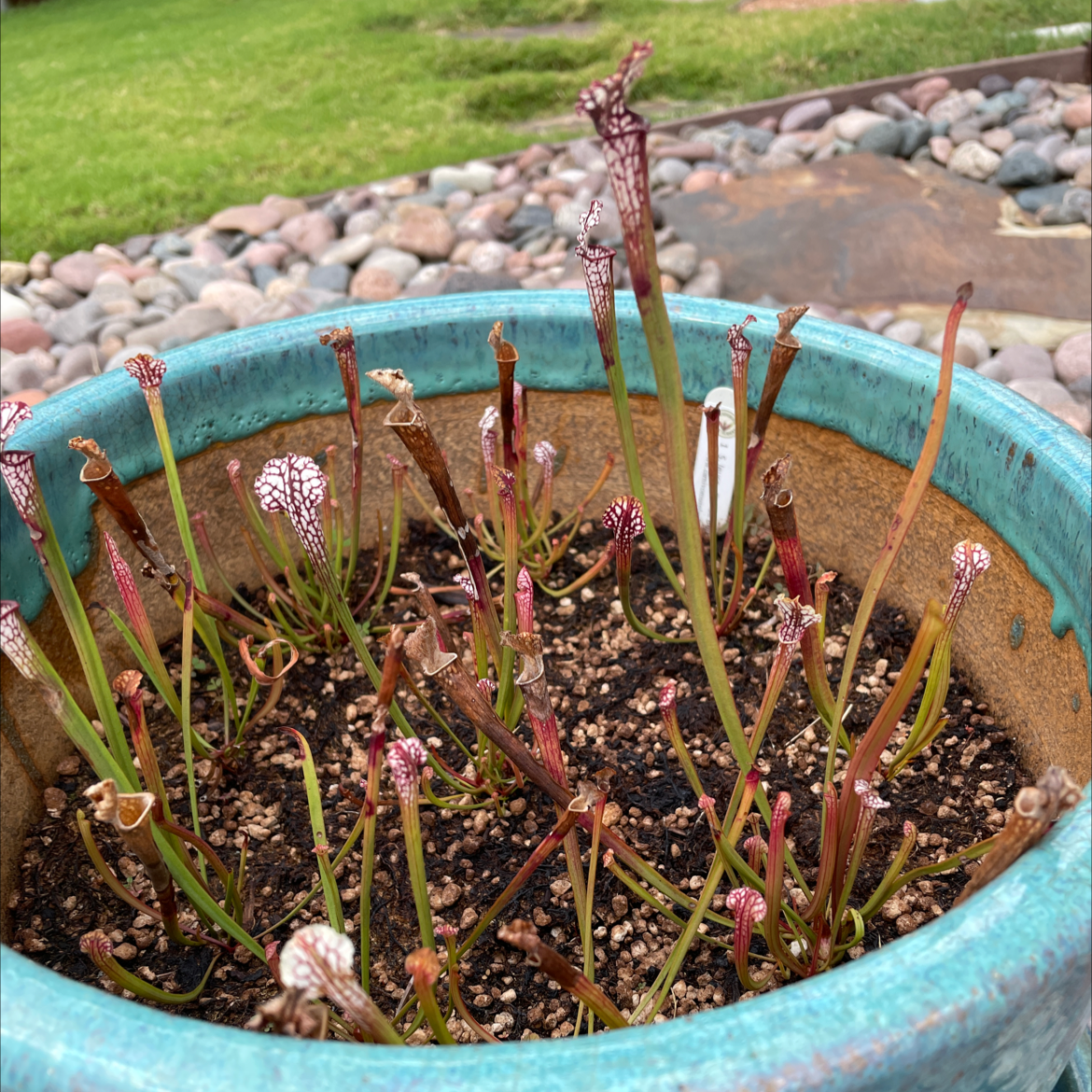 Photo of the plant species White Topped Pitcher Plant by Aubrey named My Babies on Greg, the plant care app