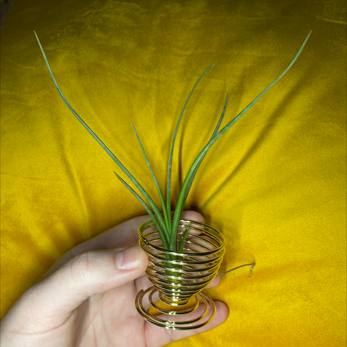 Small Ballmoss plant in a decorative wire holder, held by a hand against a yellow background.