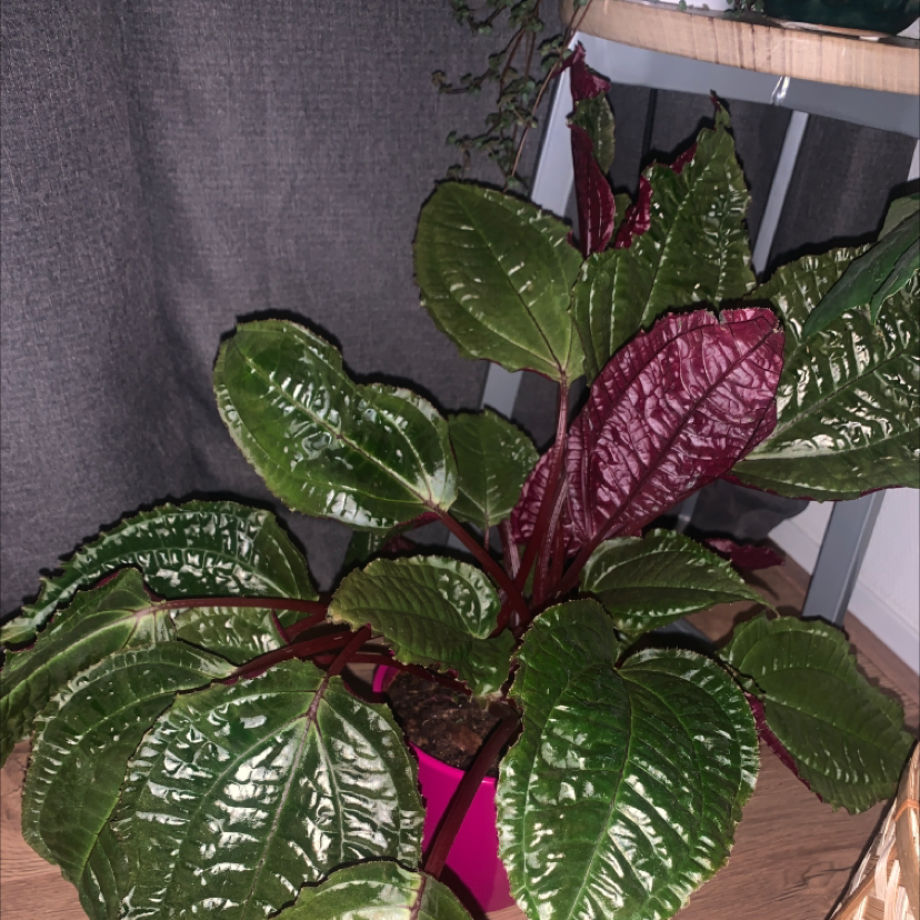 Photo of the plant species Monolena primuliflora 'Midnight Glory' by Nathalie named Vandaag is rood on Greg, the plant care app