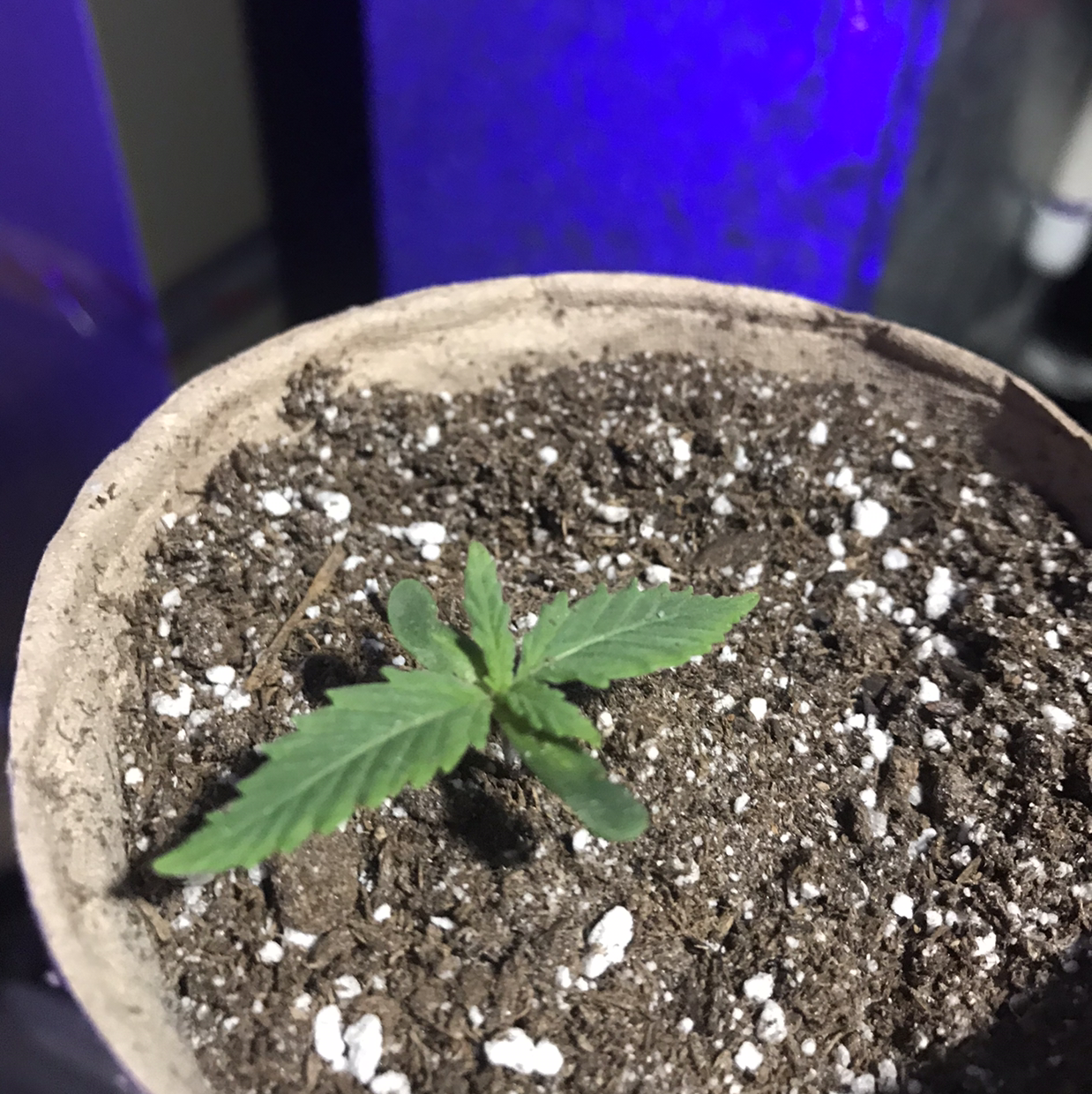 Marijuana plant photo by Ty named Winston on Greg, the plant care app.