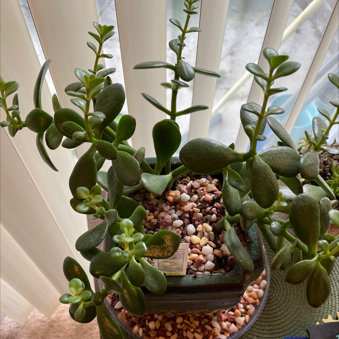 Lucky Plant plant photo by Michelle named Jade on Greg, the plant care app.