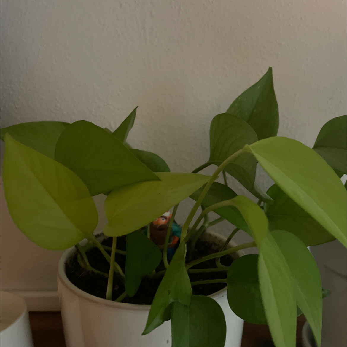 Neon Pothos plant photo by @Alorxmanthing named Billie Eyeleaf on Greg, the plant care app.