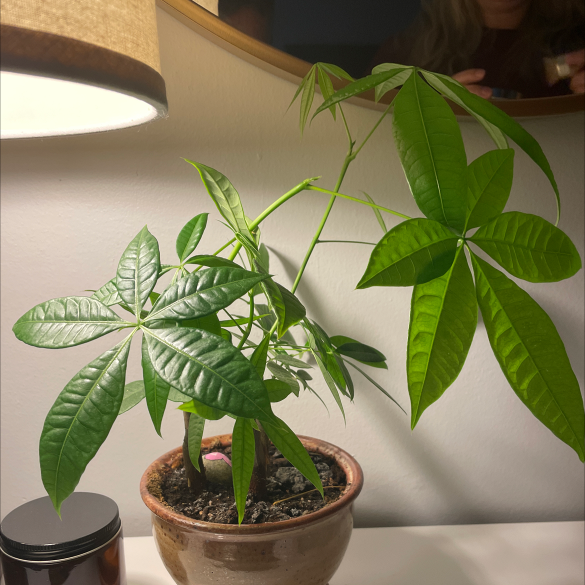 Money Tree plant photo by @Alorxmanthing named Johnny Cash on Greg, the plant care app.