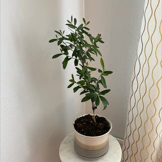 Olive Tree plant in Lynnwood, Washington