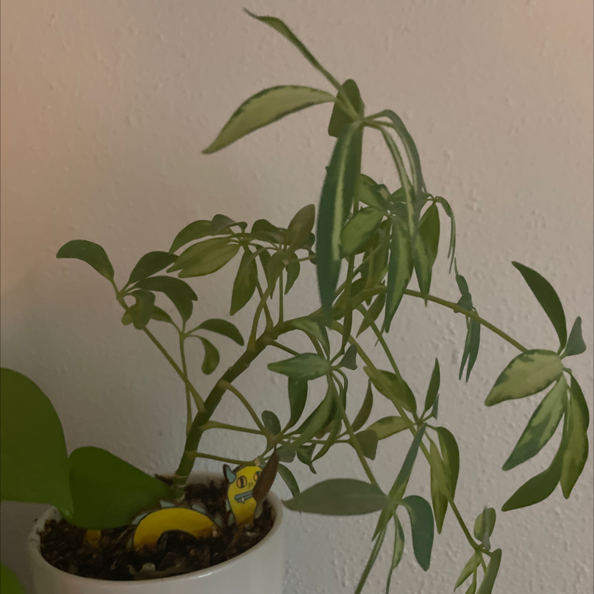 Dwarf Umbrella Tree plant photo by @Alorxmanthing named Joshua Tree on Greg, the plant care app.