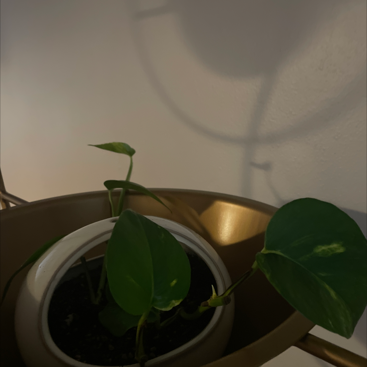 Taro Vine plant photo by @Alorxmanthing named Keanu Leaves on Greg, the plant care app.