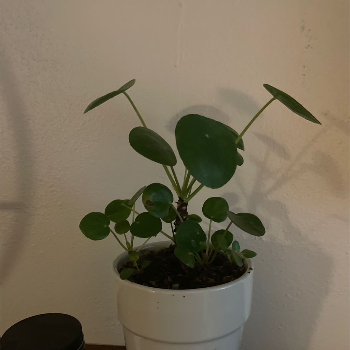 Chinese Money Plant plant photo by @Alorxmanthing named 50 cent on Greg, the plant care app.