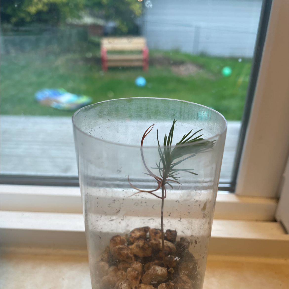 Bristlecone Pine plant photo by @Alorxmanthing named Chris Pine on Greg, the plant care app.