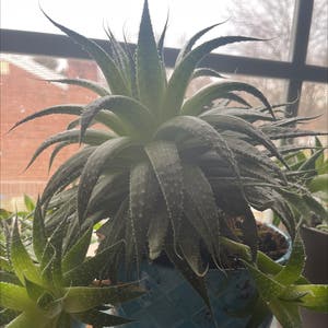 Aloe Aristata plant photo by @Zayahelen named SpongeBob on Greg, the plant care app.