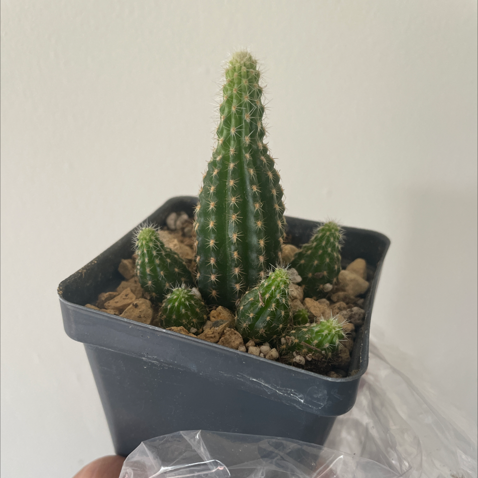 Photo of the plant species Chamaelobivia by @Zayahelen named Biscotti on Greg, the plant care app
