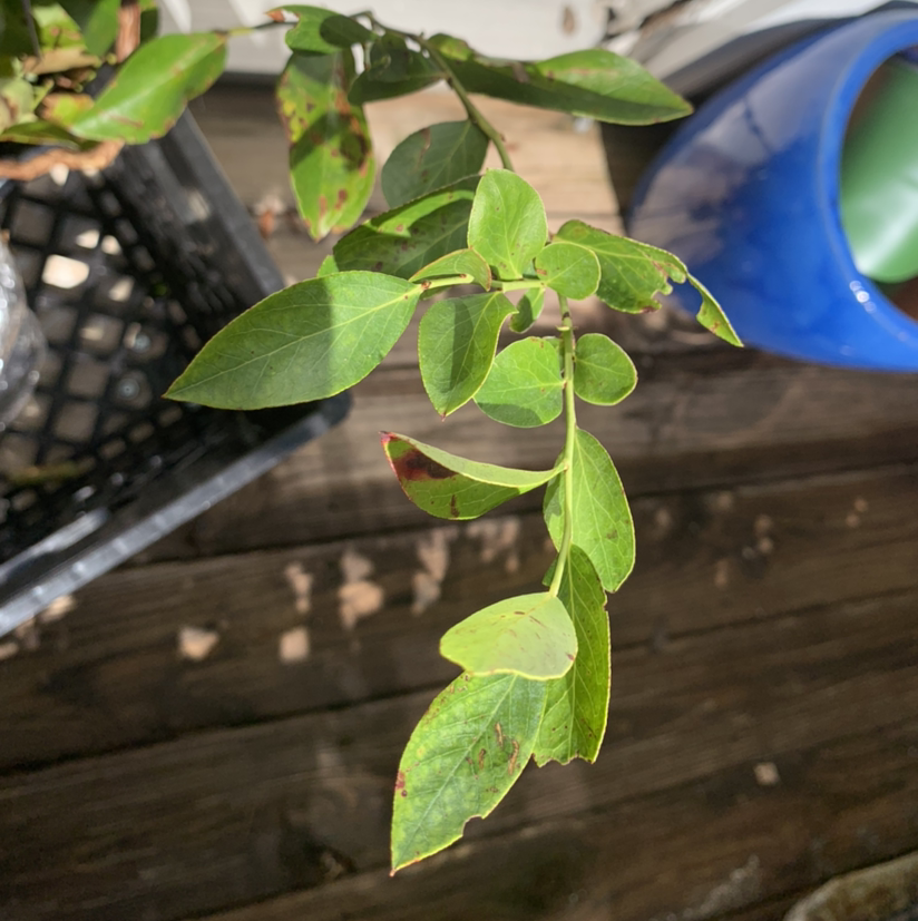 American Blueberry plant with green leaves showing some browning spots.
