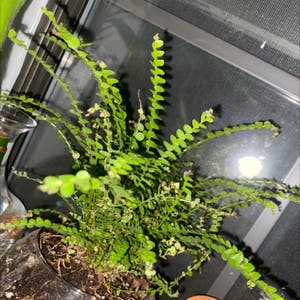 Erect Sword Fern plant photo by @cgggreen named Baesil on Greg, the plant care app.