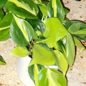 Philodendron Brasil plant photo by @cgggreen named Brazzy on Greg, the plant care app.