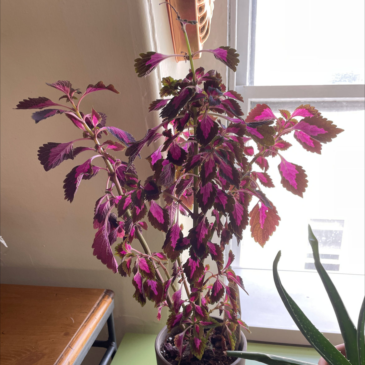 Photo of the plant species River Walk Coleus by Mina named Velvet on Greg, the plant care app