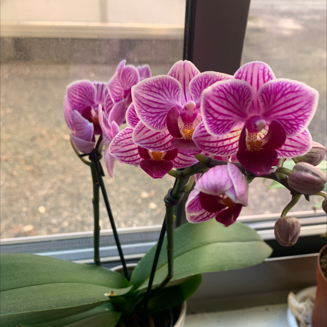 Moon Orchid with vibrant purple and white flowers, appearing healthy and well-maintained.