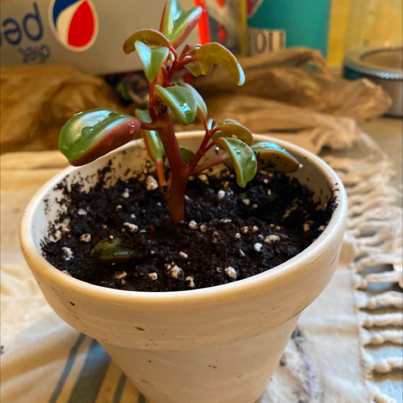 Peperomia 'Ruby Cascade' plant photo by @jaydmurr named Franklin on Greg, the plant care app.