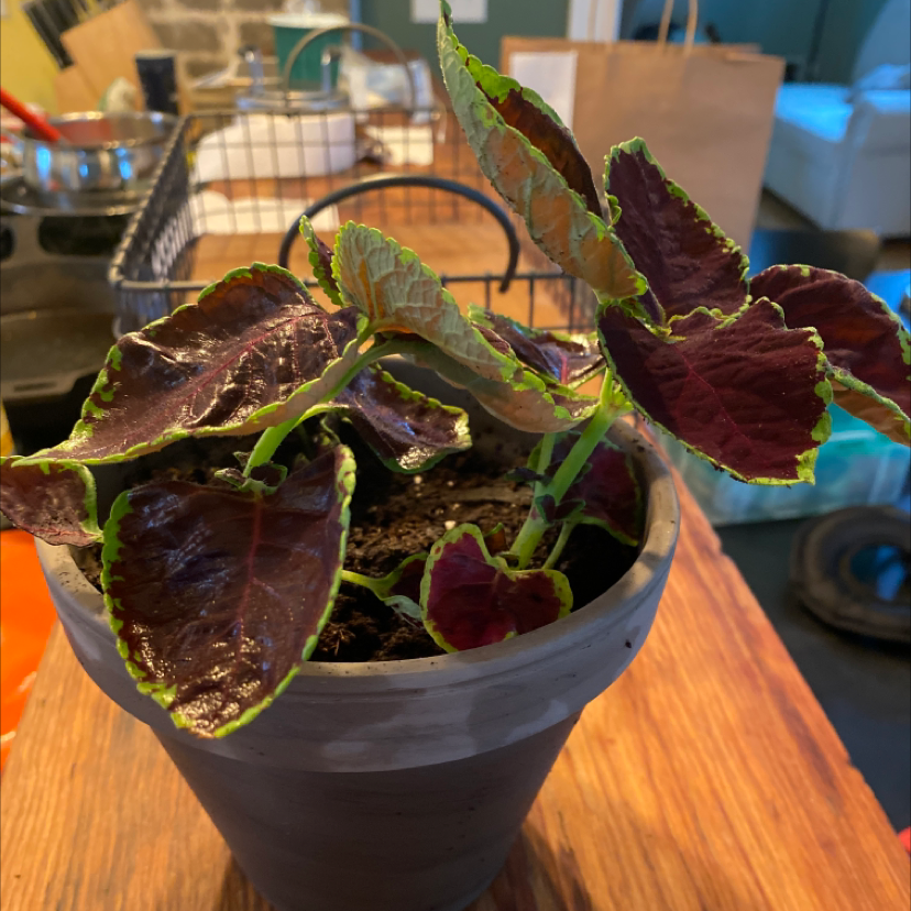 Coleus plant photo by @jaydmurr named Audrey I on Greg, the plant care app.