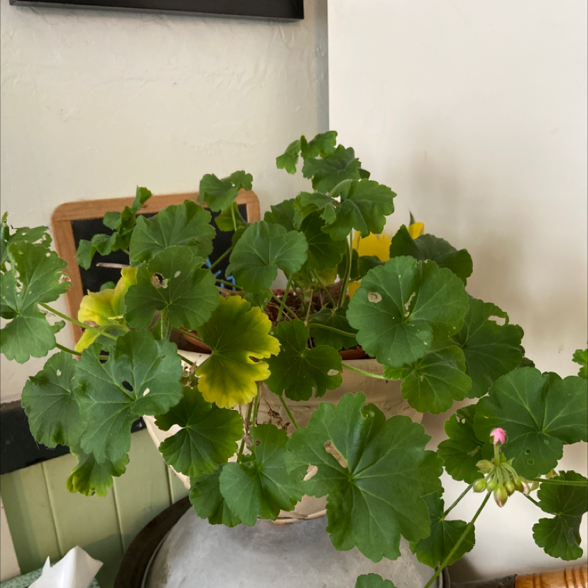 Zonale Geranium plant photo by Elaine named Betty on Greg, the plant care app.