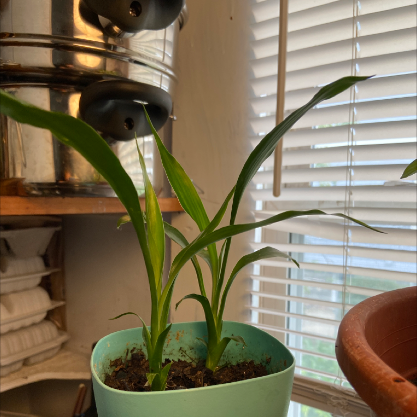 Lucky Bamboo plant photo by Elaine named Lucky on Greg, the plant care app.