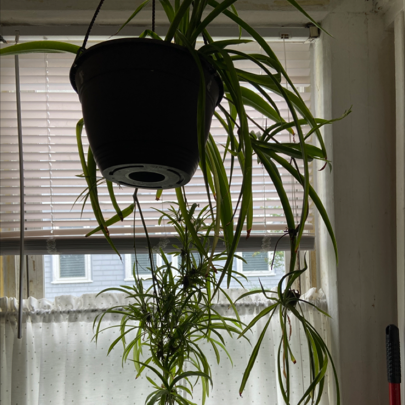 Spider Plant plant photo by Elaine named Sophia on Greg, the plant care app.
