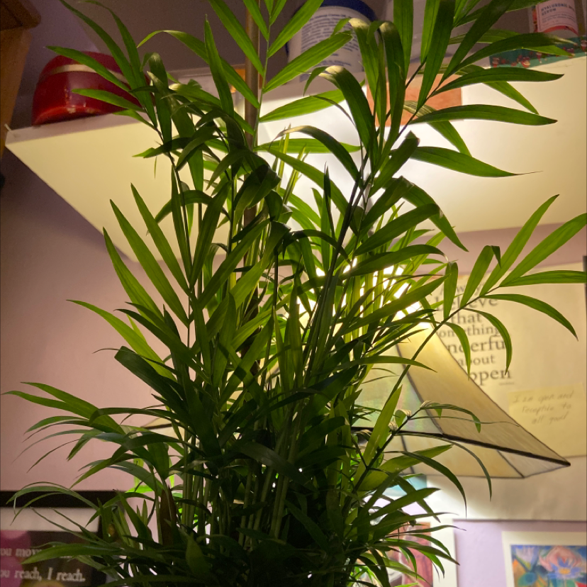 Parlour Palm plant photo by Elaine named Penelope on Greg, the plant care app.