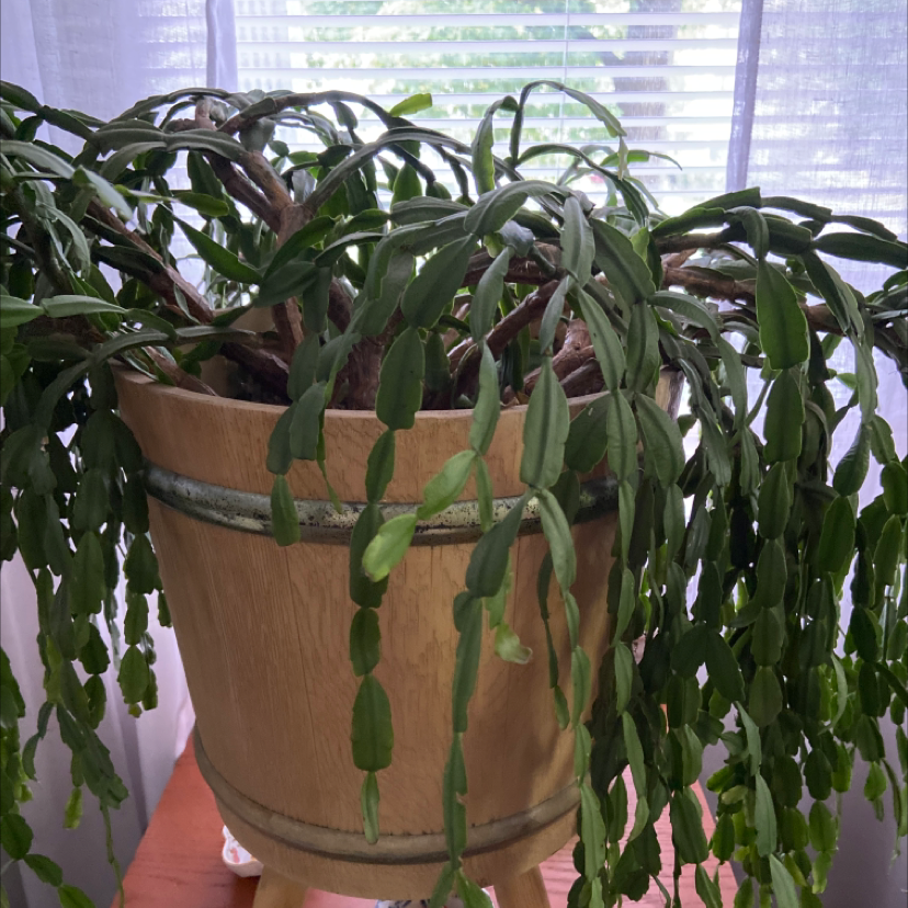 False Christmas Cactus plant photo by Elaine named Santa on Greg, the plant care app.